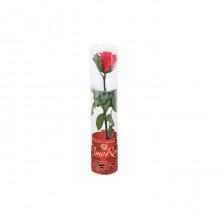 Mini rose in gift pack type