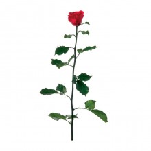 Premium rose with stem and leaves 