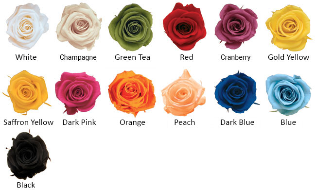 culori disponibile trandafiri